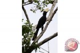 Seekor burung Enggang Gatal Birah atau Kangkareng Hitam (Anthracoceros malayanus) bertengger di atas pohon di Desa Punggurawan, Kabupaten Ketapang, Kalbar, Minggu (2/10). Enggang yang merupakan fauna khas Kalimantan tersebut, kini populasinya terancam menurun karena berkurangnya habitat akibat deforestasi hutan, keterbatasan makanan dan tempat bersarang serta adanya perburuan. ANTARA FOTO/Erik Sulidra/jhw/16