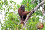 Satu individu Orangutan dewasa (Pongo pygmaeus wurmbii) berada di atas pohon di hutan Desa Pematang Gadung, Kabupaten Ketapang, Kalbar, Minggu (2/10). Menurut data World Wild Fun for Nature - Indonesia Program Kalimantan Barat, terdapat dua subspesies Orangutan yang hidup di wilayah Kalbar yaitu Pongo pygmaeus pygmaeus serta Pongo pygmaeus Wurmbii. ANTARA FOTO/Erik Sulidra/jhw/16