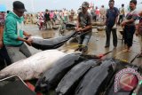 Nelayan dan buruh membongkar muat ikan tuna hasil tangkapan di Pelabuhan Pendaratan Ikan (PPI) Samudera, Lampulo, Banda Aceh, Aceh, Rabu (5/10). Indonesia menjadi salah satu negara pemasok ikan tuna berkualitas di pasar dunia yang mencapai 16 persen dari 6,8 juta metrik ton atau 1,1 juta ton per tahun. ANTARA FOTO/Irwansyah Putra/wdy/16.