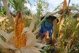 Buruh memanen jagung lokal Madura di Desa Teja Timur, Pamekasan, Jatim, Kamis (6/10). Harga jagung Madura dengan kualitas ekspor mencapai Rp25.000 per tiga kg atau naik dari musim panen sebelumnya yang mencapai Rp15.000 per tiga kg, karena minimnya stok ditingkat petani.  Antara Jatim/Saiful Bahri/zk/16