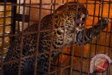 Seekor Macan Tutul (Panthera Pardus) berasal dari kawasan Swaka Marga Satwa Hutan Lindung Gunung Syawal berhasil ditangkap warga berada di dalam kandang di Dusun Cikupa, Ciamis, Jawa Barat, Kamis (6/10). Hewan langka yang dilindungi tersebut ditangkap menggunakan perangkap di kawasan pemukiman warga sekitar karena telah memangsa ternak ayam dan kelinci. ANTARA FOTO/Adeng Bustomi/wdy/16.