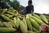 Petani mengumpulkan jagung manis hibrida hasil panen di Kasang Pudak, Muaro Jambi, Jambi, Minggu (9/10). Petani setempat mengaku kesulitan mendapatkan bibit jagung manis hibrida varietas tertentu, seperti jenis Bonanza F1 dalam dua bulan terakhir di kota itu, dan terpaksa memesan dari provinsi tetangga. ANTARA FOTO/Wahdi Septiawan/foc/16.