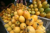 Pedagang menata Mangga Podang siap jual di sentral penghasil mangga Desa Banyakan, Kediri, Jawa Timur, Senin (10/10). Musim panen raya Mangga Podang di daerah tersebut diprediksi mundur sebulan dari seharusnya bulan Oktober menjadi bulan Desember akibat rontoknya bunga mangga karena anomali cuaca. Antara jatim/Prasetia Fauzani/zk/16