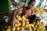 Pedagang menata Mangga Podang siap jual di sentral penghasil mangga Desa Banyakan, Kediri, Jawa Timur, Senin (10/10). Musim panen raya Mangga Podang di daerah tersebut diprediksi mundur sebulan dari seharusnya bulan Oktober menjadi bulan Desember akibat rontoknya bunga mangga karena anomali cuaca. Antara jatim/Prasetia Fauzani/zk/16