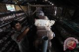 Pekerja memperlihatkan jamur tiram di salah satu tempat budidaya jamur tiram di Medan, Sumatera Utara, Kamis (13/10). Jamur yang dibudidayakan dalam media tanam bahan organik tersebut dijual dengan harga Rp2.300 per buah (baglog) dan untuk jamur mentah dijual Rp20 ribu per kilogram. ANTARA SUMUT/Septianda Perdana/16 