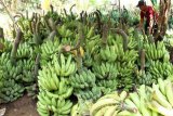 Pedagang mengumpulkan pisang hasil panenan peladang hutan di pesisir Watulimo, Trenggalek, Jawa Timur, Rabu (12/10). Indonesia termasuk penghasil pisang terbesar karena 50 persen produksi pisang dari benua Asia dihasilkan Indonesia dengan volume produksi berkisar antara 6,28 juta ton hingga 10 juta ton per tahun. Antara Jatim/Destyan Sujarwoko/zk/16