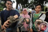 Anggota komunitas Animal Lovers Lhokseumawe memperlihatkan ular Phiton Sumatera (reticulatus) di kawasan Taman Ridayah Kota Lhokseumawe, Aceh, Minggu (16/10). Berbagai jenis reptil meliputi ular phiton, ular Boiga atau ular cincin emas, Kadal Panana, Musang, Kala Jengking, diperlihatkan kepada masyarakat untuk edukasi. ANTARA FOTO/Rahmad/ama/16