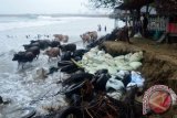 Pengunjung menyaksikan sekelompok kerbau rawa melintasi lokasi tanggul pantai yang rusak diterjang gelombang pasang di Pantai Jilbab, Susoh, Aceh Barat Daya, Aceh, Senin, (17/10). Tingginya gelombang laut sejak dua hari terakhir telah mengerus lokasi pantai sekitar 40 persen akibatnya belasan pondok wisata roboh dan puluhan cafee pedagang terancam di terjang gelombang pasang. ANTARA FOTO/Suprian/apls/pd/16.
