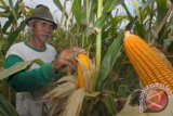 Petani saat memanen jagung di Kendal, Jawa Tengah. Menurut Gabungan Perusahaan Makanan Ternak (GPMT) kebutuhan jagung untuk pakan ternak pada 2017 diprediksi naik sekitar 8,5 juta ton, lebih tinggi dibandingkan tahun ini sebesar 8 juta ton. (ANTARA FOTO/Harviyan Perdana Putra/Dok). 