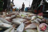 Suasana pelelangan ikan di Pelabuhan Kuala Idi Rayeuk, Aceh Timur, Aceh, Selasa (18/10). Nelayan setempat menyatakan hasil tangkapan ikan dalam sepekan terakhir menurun sekitar 50 persen daripada biasanya akibat pengaruh cuaca buruk. ANTARA FOTO/Syifa Yulinnas/aww/16.