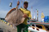 Nelayan menunjukkan ikan pari tangkapannya di Pelabuhan Branta Pesisir, Pamekasan, Jatim, Kamis (20/8). Ikan yang dikirim ke sejumlah rumah makan di Surabaya itu dihargai  Rp15 ribu per kg oleh pengepul setempat. Antara Jatim/Saiful Bahri/zk/16