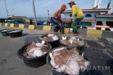 Nelayan menaikkan ikan pari tangkapannya di Pelabuhan Branta Pesisir, Pamekasan, Jatim, Kamis (20/8). Ikan yang dikirim ke sejumlah rumah makan di Surabaya itu dihargai  Rp15 ribu per kg oleh pengepul setempat. Antara Jatim/Saiful Bahri/zk/16