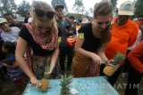 Sejumlah wisatawan asing mengikuti lomba mengupas nanas di area wisata gunung Kelud, Desa Sugihwaras, Kediri, Jawa Timur, Minggu (23/10). Lomba secara gratis yang dapat diikuti oleh siapa saja tersebut bertujuan mengangkat potensi pertanian nanas daerah sekitar sekaligus memberikan hiburan bagi wisatawan. Antara Jatim/Prasetia Fauzani/zk/16