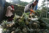 Pekerja menata buah nanas ke dalam truk usai dipanen di area pertanian lereng gunung Kelud, Desa Sugihwaras, Kediri, Jawa Timur, Minggu (23/10). Nanas yang akan didistribusikan ke sejumlah kota besar di pulau Jawa tersebut mengalami penurunan harga di tingkat petani dari normalnya Rp2.500 per kg menjadi Rp2.000 per kg akibat melimpahnya pasokan di pasaran. Antara Jatim/Prasetia Fauzani/zk/16