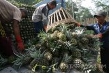 Pekerja menata buah nanas ke dalam truk usai dipanen di area pertanian lereng gunung Kelud, Desa Sugihwaras, Kediri, Jawa Timur, Minggu (23/10). Nanas yang akan didistribusikan ke sejumlah kota besar di pulau Jawa tersebut mengalami penurunan harga di tingkat petani dari normalnya Rp2.500 per kg menjadi Rp2.000 per kg akibat melimpahnya pasokan di pasaran. Antara Jatim/Prasetia Fauzani/zk/16