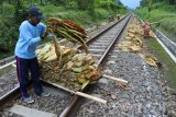 Petani menjemur tembakau di pinggir rel kereta api di Desa Sumberlesung, Ledokombo, Jember, Jawa Timur, Selasa (25/10). Kemarau basah tahun ini memaksa petani tembakau Kasturi menjemur tembakau di pinggir rel akibat area penjemuran yang biasa mereka pakai selalu basah karena kerap diguyur hujan dengan harga tembakau turun berkisar Rp1.5 juta - Rp1.7 juta per kuintal dan kualitas tidak bagus. Antara Jatim/Seno/zk/16.