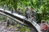 Sejumlah monyet ekor panjang (Macaca fascicularis) menunggu makanan dari pengguna jalan di Jalan lintas Pantai Barat Selatan Aceh di Gunung Gurute, Aceh Jaya, Aceh, Rabu (26/10). Beberapa tahun terakhir habitat monyet ekor panjang semakin berkurang akibat penebangan hutan dan pembukaan lahan baru. ANTARA FOTO/Syifa Yulinnas/aww/16.