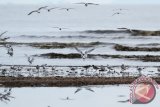 Sejumlah burung pantai terbang di tepian pantai di Kecamatan Batu Ampar, Kabupaten Kubu Raya, Kalbar, Senin (24/10). WWF Indonesia program Kalbar melakukan survey burung-burung pantai selama 10 hari di wilayah pesisir pantai di sejumlah desa di Kecamatan Batu Ampar, guna mengetahui keanekaragaman jenis burung-burung pantai yang bermigrasi dari wilayah bumi bagian utara menuju bumi bagian selatan. ANTARA FOTO/Victor Fidelis Sentosa/jhw/16