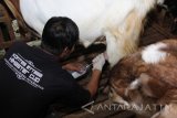Seorang pekerja memerah susu kambing di sentra peternakan kambing etawa Kalipuro, Banyuwangi, Jawa Timur, Rabu (26/10). Susu kambing etawa yang dipercaya memiliki banyak manfaat untuk kesehatan tersebut,  mulai dikembangkan masyarakat sekitar karena harga susu kambing lebih menjanjikan, yang dijual seharga Rp20 ribu per liter. Antara Jatim/Budi Candra Setya/zk/16.