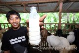Seorang pekerja menunjukan susu kambing hasil perah di sentra peternakan kambing etawa Kalipuro, Banyuwangi, Jawa Timur, Rabu (26/10). Susu kambing etawa yang dipercaya memiliki banyak manfaat untuk kesehatan tersebut,  mulai dikembangkan masyarakat sekitar karena harga susu kambing lebih menjanjikan, yang dijual seharga Rp20 ribu per liter. Antara Jatim/Budi Candra Setya/zk/16.