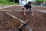 Seorang petani menjemur biji kopi jenis kopi nangka di Taman Sari, Banyuwangi, Jawa Timur, Sabtu (29/10). Taman Sari merupakan salah satu penghasil kopi nangka (excelsa) di Banyuwangi, karena berada diantara Gunung Ijen dan Gunung raung yang berada didataran tinggi yang saat ini sedang memasuki musim panen. Antara Jatim/Budi Candra Setya/zk/16.
