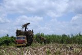 Pekerja menaikkan tebu ke bak truk saat panen di Desa Balung Tutul, Balung, Jember, Jawa Timur, Sabtu (29/10). Sejumlah petani tebu di Jember mengeluhkan rendemen tebu turun dari 6,5 persen menjadi 5,7 persen akibat hujan sehingga pendapatan petani menurun.
Antara jatim/Seno/zk/16. 