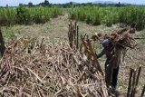 Pekerja menaikkan tebu ke bak truk saat panen di Desa Balung Tutul, Balung, Jember, Jawa Timur, Sabtu (29/10). Sejumlah petani tebu di Jember mengeluhkan rendemen tebu turun dari 6,5 persen menjadi 5,7 persen akibat hujan sehingga pendapatan petani menurun.
Antara jatim/Seno/zk/16. 