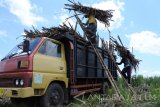 Pekerja menaikkan tebu ke bak truk saat panen di Desa Balung Tutul, Balung, Jember, Jawa Timur, Sabtu (29/10). Sejumlah petani tebu di Jember mengeluhkan rendemen tebu turun dari 6,5 persen menjadi 5,7 persen akibat hujan sehingga pendapatan petani menurun.
Antara jatim/Seno/zk/16. 