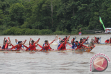 Puluhan peserta memacu perahu naga saat mengikuti pertandingan di Sungai Mahakam, Kecamatan Melak, Kabupaten Kutai Barat, Kalimantan Timur, Kamis (27/10). Lomba balap perahu naga yang diikuti 48 tim tersebut, digelar dalam rangka memeriahkan hari jadi pemerintah daerah Kabupaten Kutai Barat ke-17. ANTARA FOTO/Sugeng Hendratno/jhw/16