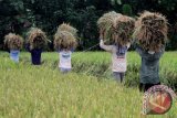 Petani mengangkut padi hasil panen untuk digiling di salah satu kawasan lumbung padi nasional di Ngawi, Jawa Timur, Kamis (13/10). Pemerintah menaikkan target produksi padi dalam negeri dari 72 juta ton pada tahun 2016 menjadi 77 juta ton pada tahun 2017 atau sebesar 3,9 persen dengan memperbanyak lahan sawah dengan perbaikan irigasi persawahan. ANTARA FOTO/Ari Bowo Sucipto/wdy/16.