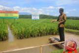 Presiden RI Joko Widodo saat memberi makanan ikan  di lahan pertanian padi di Tanjungsari, Banyudono, Boyolali, Jawa Tengah. Presiden Joko Widodo mengamati langsung hasil panen benih unggulan teknologi padi Jarwo Super karya penelitian dan pengembangan Kementerian Pertanian yang diharapkan mampu meningkatkan hasil produksi dua kali lipat dari hasil panen biasanya. (ANTARA FOTO/Aloysius Jarot Nugroho/Dok). 