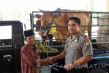 Kapolres Situbondo AKBP Puji Hendro Wibowo (kanan) menyerahkan sapi curian kepada pemiliknya Supardi dalam ungkap kejahatan pencurian hewan di Mapolres Situbondo, Jawa Timur, Kamis (3/11). Kapolres Situbondo menyerahkan dua ekor sapi hasil curian kepada pemiliknya tanpa dipungut biaya atau gratis sebagai bentuk pelayanan kepada masyarakat. Antara Jatim/Seno/zk/16.