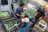 Sejumlah pekerja memilih buah mangga jenis arum manis untuk dibungkus atau di packing di Kelurahan Patokan, Situbondo, Jawa Timur, Kamis (3/11). Buah mangga tersebut dibungkus untuk dikirim ke sejumlah daerah di luar Pulau Jawa, seperti Tarakan, Banjarmasin, Ujung Pandang, Maluku dan Irian dengan harga jual Rp.9.000 per kilogram. Antara Jatim/Seno/zk/16.