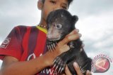 Seorang anak memperlihatkan anak Beruang Madu yang ditemukan di kebun warga di kawasan pemukiman Kampung Teluk Sumbang, Kecamatan Biduk-biduk, Kebupaten Berau, Rabu (2/11). Kawasan Kampung Teluk Sumbang, Kecamatan Bibuk-biduk, yang akan dijadikan areal pertambangan semen merupakan habitat Beruang Madu dan berbagai jenis satwa liar yang dilindungi diantaranya, orangutan, Macan Dahan, Uwa-uwa serta Burung Enggang. (ANTARA Kaltim/Amirullah)  
