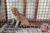 Seekor Kucing Emas Sumatera (Catopuma temminckii) berada di kandang Badan Konservasi Sumber Daya Alam (BKSDA) Sumatera Barat, Padang, Sabtu (12/11). Petugas BKSDA mengamankan kucing emas yang masuk ke rumah warga di sebuah perumahan dan diduga kucing yang digolongkan sebagai salah satu satwa Near Threatened (Hampir Terancam) menurut IUCN Redlist itu merupakan peliharaan warga yang lepas. ANTARA FOTO/Iggoy el Fitra/wdy/16.