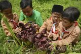 Sejumlah anak menyaksikan Bunga Bangkai Mini (Raflesia Zollingeriana) di Sukodono, Sidoarjo, Jawa Timur, Sabtu (12/11). Bunga langka berdiameter bunga 95 cm dan tinggi 50 cm tersebut tumbuh menjelang musim penghujan tiba dan hanya mampu bertahan hidup selama sepekan. Antara Jatim/Umarul Faruq/zk/16