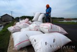 Pekerja mengangkut garam di Desa Bunder, Pademawu, Pamekasan, Jawa Timur, Rabu (16/11). Produksi garam rakyat di Madura pada tahun 2016 menurun sekitar 80 persen dari produksi tahun 2015 yang mencapai sekitar 683.534 ton, karena produksi pada tahun ini  hanya berlangsung sekitar satu bulan akibat anomali cuaca. Antara Jatim/Saiful Bahri/zk/16