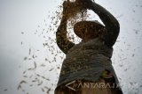 Petani mengumpulkan gabah sisa panen padi atau ngasak di lahan persawahan Buduran, Sidoarjo, Jawa Timur, Selasa (22/11). Setiap musim panen padi sejumlah perempuan di kawasan tersebut memanfaatkan untuk mencari sisa panen padi yang tertinggal atau jatuh di lahan persawahan yang hasilnya untuk di konsumsi sendiri.Antara Jatim/Umarul Faruq/zk/16