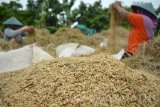 Petani mengumpulkan gabah sisa panen padi atau ngasak di lahan persawahan Buduran, Sidoarjo, Jawa Timur, Selasa (22/11). Setiap musim panen padi sejumlah perempuan di kawasan tersebut memanfaatkan untuk mencari sisa panen padi yang tertinggal atau jatuh di lahan persawahan yang hasilnya untuk di konsumsi sendiri.Antara Jatim/Umarul Faruq/zk/16