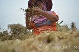 Petani mengumpulkan gabah sisa panen padi atau ngasak di lahan persawahan Buduran, Sidoarjo, Jawa Timur, Selasa (22/11). Setiap musim panen padi sejumlah perempuan di kawasan tersebut memanfaatkan untuk mencari sisa panen padi yang tertinggal atau jatuh di lahan persawahan yang hasilnya untuk di konsumsi sendiri.Antara Jatim/Umarul Faruq/zk/16