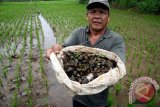 Petani Aceh utara keluhkan hama keong emas