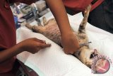 Petugas medis menyiapkan operasi sterilisasi atau pemandulan terhadap seekor anjing milik warga dalam program vaksinasi, kastrasi dan sterilisasi hewan penular rabies di Denpasar, Bali, Kamis (24/11). Program dari Pemerintah Kota Denpasar tersebut untuk mengontrol populasi hewan penular rabies sehingga sekaligus dapat menurunkan angka penularan penyakit anjing gila. ANTARA FOTO/Nyoman Budhiana/i018/2016.