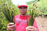 Wisatawan menunjukkan bibit mangrove yang dipetik di kawasan Clungup Mangrove Conservation di Tambakrejo, Malang, Jawa Timur, Kamis (24/11). Atraksi menanam bibit mangrove menjadi ajang edukasi konservasi yang diminati wisatawan yang berkunjung ke daerah tersebut. Antara Jatim/Destyan Sujarwoko/zk/16