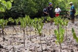 Wisatawan menanam bibit mangrove yang dipetik di kawasan Clungup Mangrove Conservation di Tambakrejo, Malang, Jawa Timur, Kamis (24/11). Atraksi menanam bibit mangrove menjadi ajang edukasi konservasi yang diminati wisatawan yang berkunjung ke daerah tersebut. Antara Jatim/Destyan Sujarwoko/zk/16