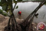 Sejumlah warga menanam bibit mangrove  di kawasan Kampung Nelayan Indah Medan, Sumatera Utara, Selasa (22/11). Penanaman dalam program Pertamina menanam 10.000 bibit  itu guna merehabilitasi dan pelestarian pohon mangrove di kawasan Belawan yang telah rusak. ANTARA FOTO/Septianda Perdana/16