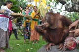 Umat Hindu memberi doa pada seekor Orangutan saat peringatan Hari Tumpek Kandang atau hari suci khusus untuk binatang peliharaan di Bali Zoo, Gianyar, Sabtu (26/11). Umat Hindu di Bali merayakan hari Tumpek Kandang dengan mengupacarai hewan peliharaan yang bertujuan agar binatang tersebut dapat berkembang dengan baik, hidup harmonis dengan manusia, terjaga kelestariannya dan memberi manfaat positif. ANTARA FOTO/Nyoman Budhiana/i018/2016.
