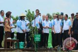 Presiden Joko Widodo menyirami sebuah pohon dalam acara peringatan Hari Menanam Pohon Indonesia di Desa Tasikharjo, Kecamatan Jenu, Kabupaten Tuban, Jawa Timur, Senin (28/11). Acara menanam pohon dengan jumlah 338.000 pohon dalam waktu satu jam yang diselenggarakan Koperasi Produsen Anugrah Bumi Hijau di daerah setempat masuk dalam 'Guinness World Records'. ANTARA FOTO/Aguk Sudarmojo/wdy/16.