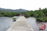 Mangrove Jadikan Tongkaina Tangguh Bencana 