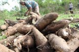 Petani memanen singkong gajah (manihot esculenta) di areal perkebunan rakyat di Tulungagung, Jawa Timur, Minggu (4/12). Petani mengaku merugi karena harga singkong gajah untuk bahan baku tepung (mocaf) itu turun dari sebelumnya di atas Rp1.000 per kilogram kini tinggal Rp550 per kilogram. Antara Jatim/Destyan Sujarwoko/zk/16