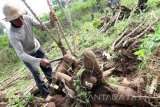 Petani memanen singkong gajah (manihot esculenta) di areal perkebunan rakyat di Tulungagung, Jawa Timur, Minggu (4/12). Petani mengaku merugi karena harga singkong gajah untuk bahan baku tepung (mocaf) itu turun dari sebelumnya di atas Rp1.000 per kilogram kini tinggal Rp550 per kilogram. Antara Jatim/Destyan Sujarwoko/zk/16